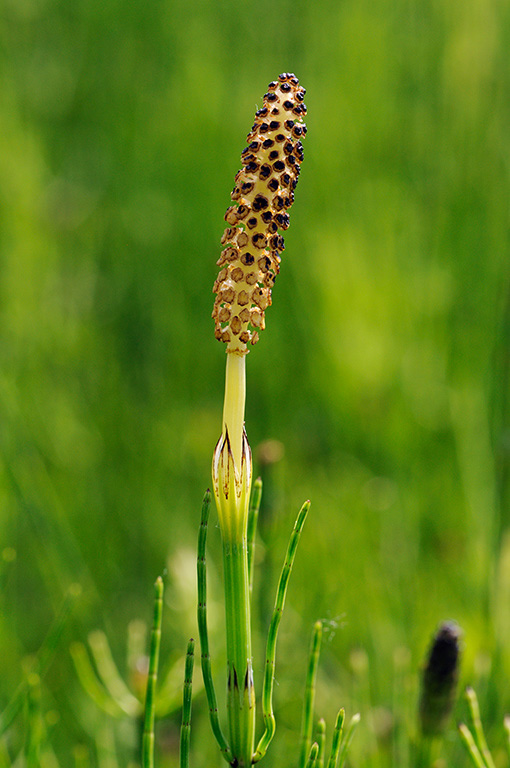 Equisetum_telmateia_LP0313_162_Papercourt_Marshes