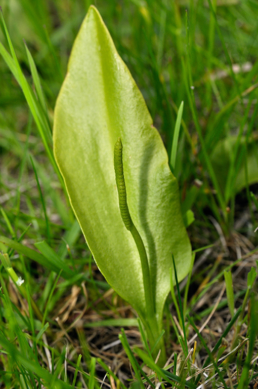 Ophioglossum_vulgatum_LP0243_05_Gatton_Park