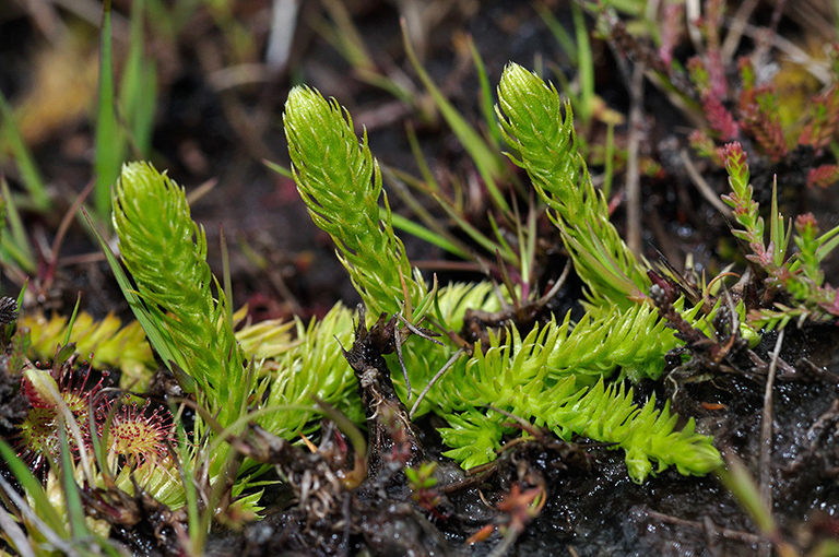 Lycopodiella_inundata_LP0233_52_Thursley