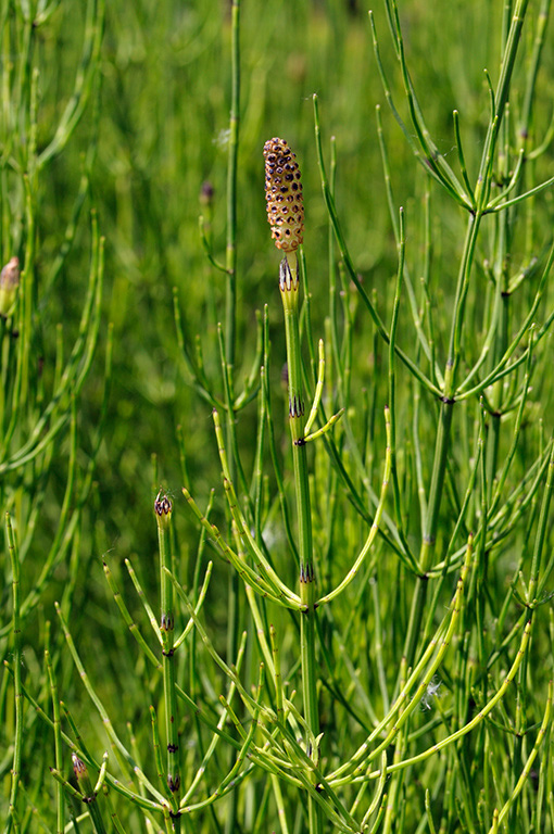 Equisetum_telmateia_LP0313_157_Papercourt_Marshes