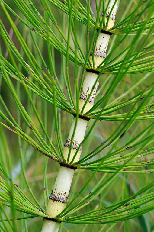 Equisetum_telmateia_LP0386_50_Compton