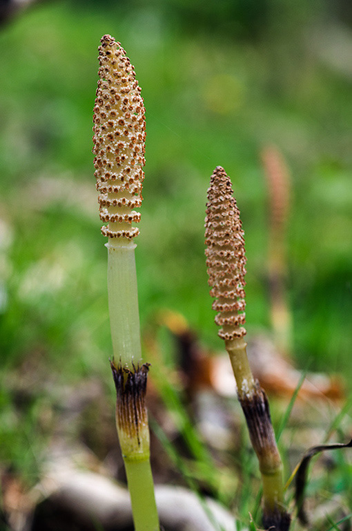 Equisetum_telmateia_LP0512_02_Gatton_Park