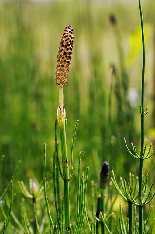 Equisetum_telmateia_LP0313_159_Papercourt_Marshes