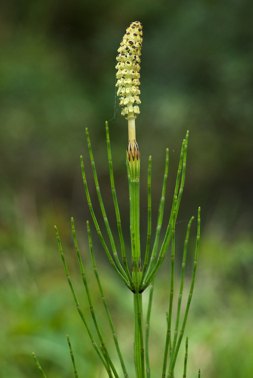 Equisetum_telmateia_LP0185_20_Shalford