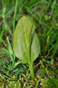 Ophioglossum_vulgatum_LP0243_01_Gatton_Park