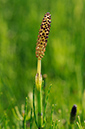 Equisetum_telmateia_LP0313_162_Papercourt_Marshes