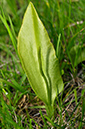 Ophioglossum_vulgatum_LP0243_05_Gatton_Park