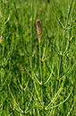 Equisetum_telmateia_LP0313_157_Papercourt_Marshes