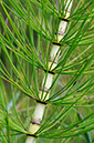 Equisetum_telmateia_LP0386_50_Compton