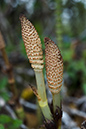 Equisetum_arvense_LP0198_23_Godstone