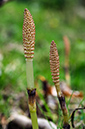 Equisetum_telmateia_LP0512_02_Gatton_Park