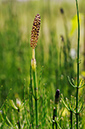 Equisetum_telmateia_LP0313_159_Papercourt_Marshes