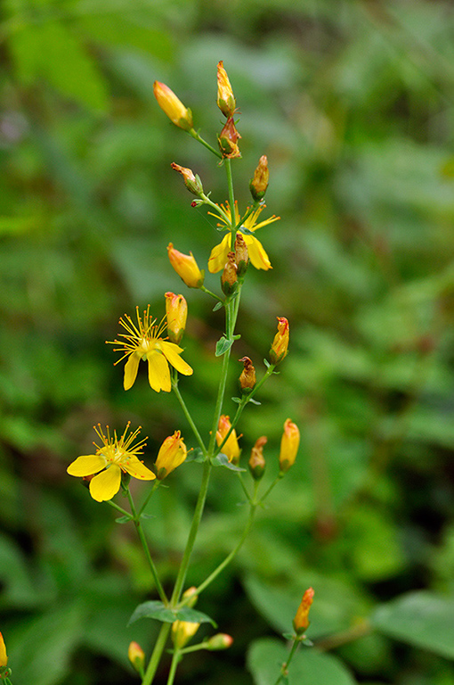 Hypericum_pulchrum_LP0249_18_Limpsfield_Chart