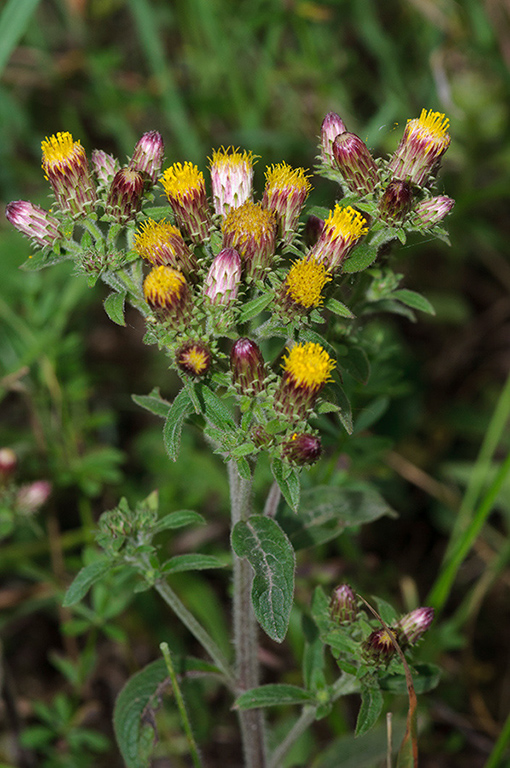 Inula_conyzae_LP0591_16_Walton_Downs