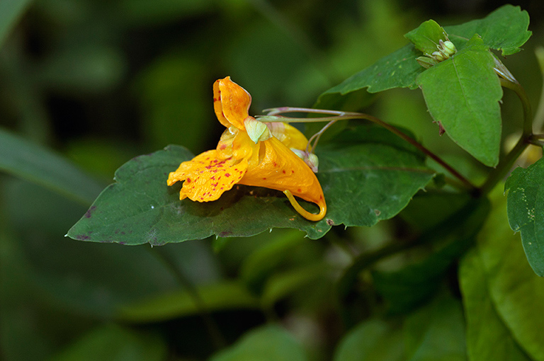 Impatiens_capensis_LP0631_05_Kew