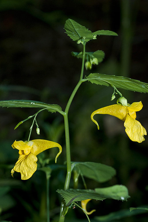 Impatiens_noli-tangere_LP0056_05_Hedgecourt