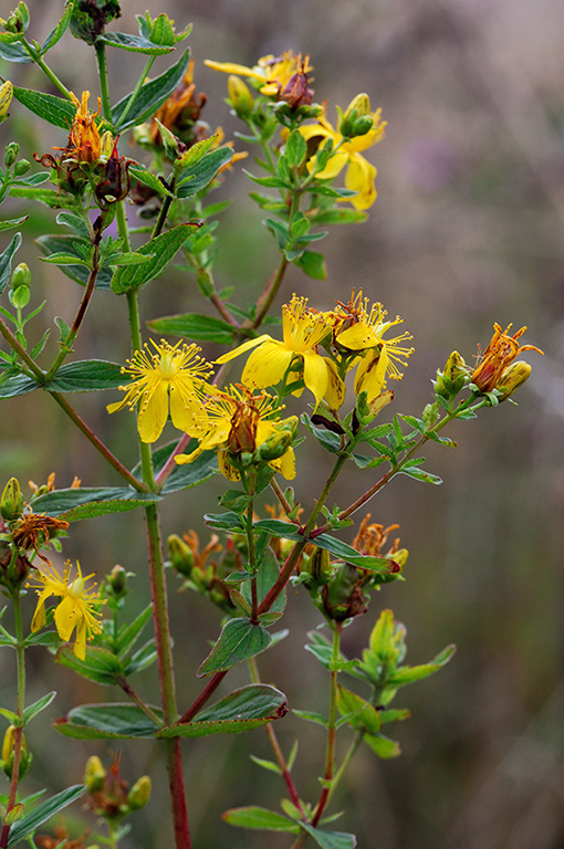 Hypericum_x_desetangsii_LP0329_02_Banstead_Heath