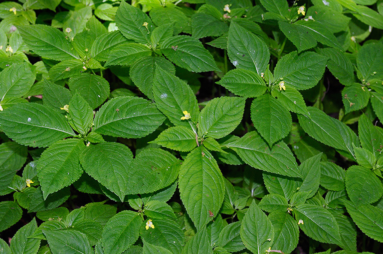 Impatiens_parviflora_LP0362_29_Runnymede