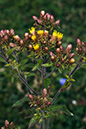 Inula_conyzae_LP0068_58_Headley_Heath