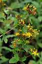 Hypericum_tetrapterum_LP0379_42_Brookwood_Cemetery