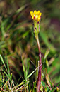 Hypochaeris glabra_LP0313_026_Papercourt_Marshes