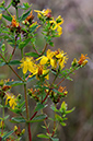 Hypericum_x_desetangsii_LP0329_02_Banstead_Heath