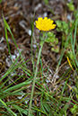 Hypochaeris_glabra_LP0531_30_Frensham