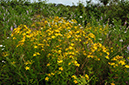 Hypericum_perforatum_LP0628_49_Nutfield_Marsh