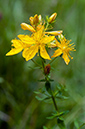 Hypericum_perforatum_LP0632_11_Frylands_Wood