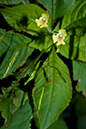 Impatiens_parviflora_LP0077_26_Titsey