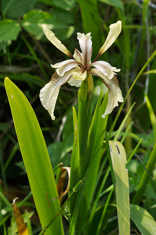 Iris_foetidissima_LP0405_40_Chaldon