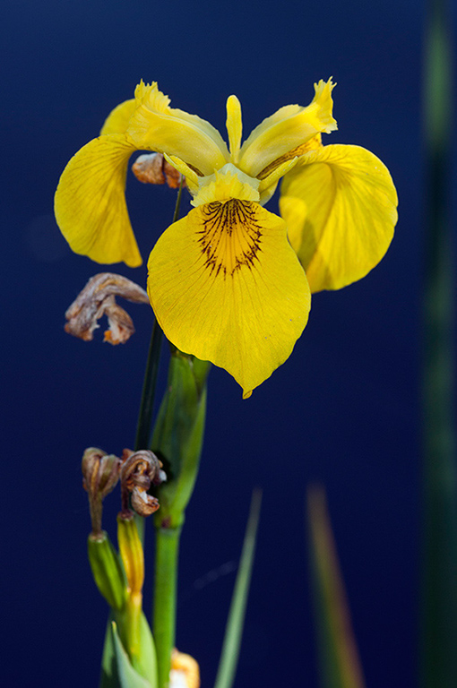 Iris_pseudacorus_LP0576_01_Thursley