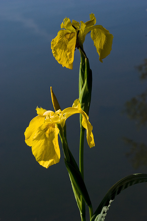 Iris_pseudacorus_LP0134_10_Sanderstead