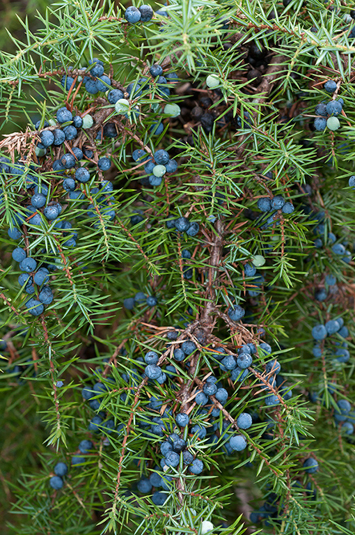 Juniperus_communis_LP0584_14_Riddlesdown