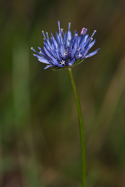 Jasione_montana_LP0177_57_Littleworth_Cross