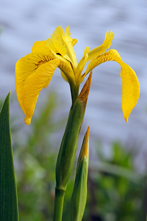 Iris_pseudacorus_LP0311_68_Hampton_Court