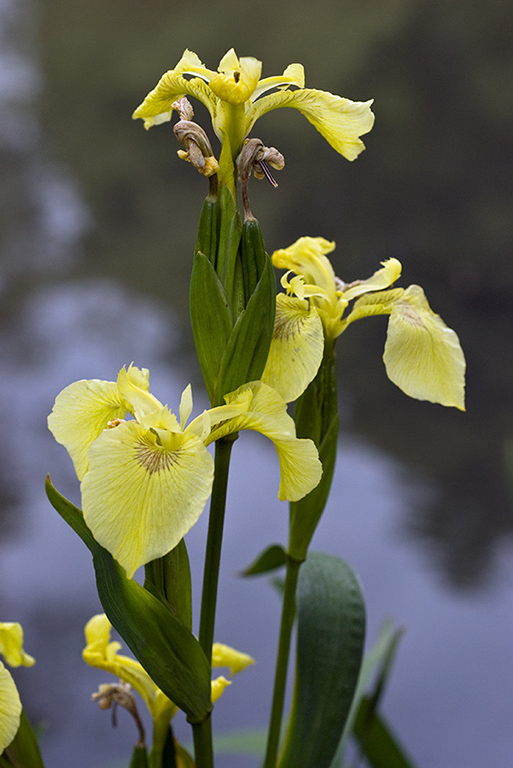 Iris_pseudacorus_var_LP0136_07_Godstone