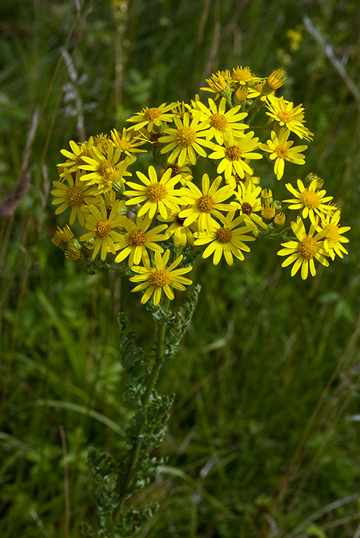 Jacobaea_vulgaris_LP0064_11_Howell_Hill