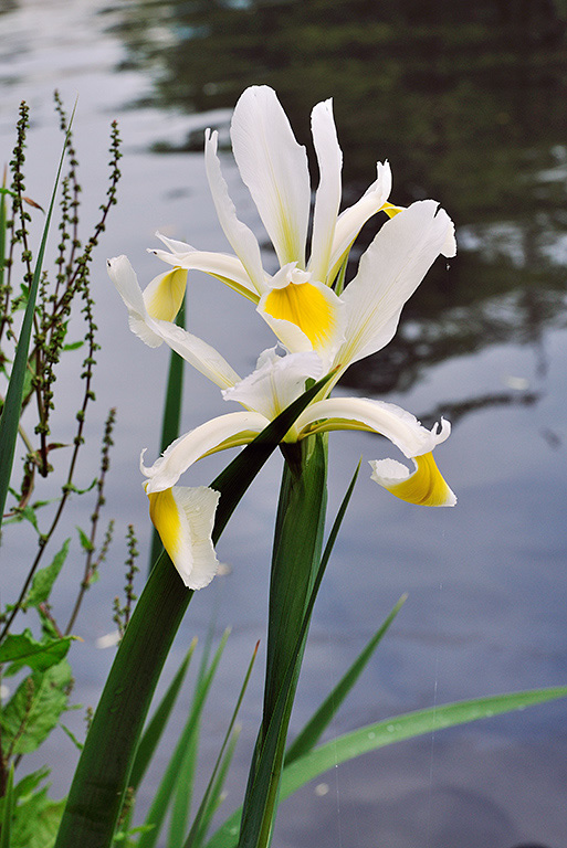 Iris_orientalis_LP0407_18_Hurst_Park