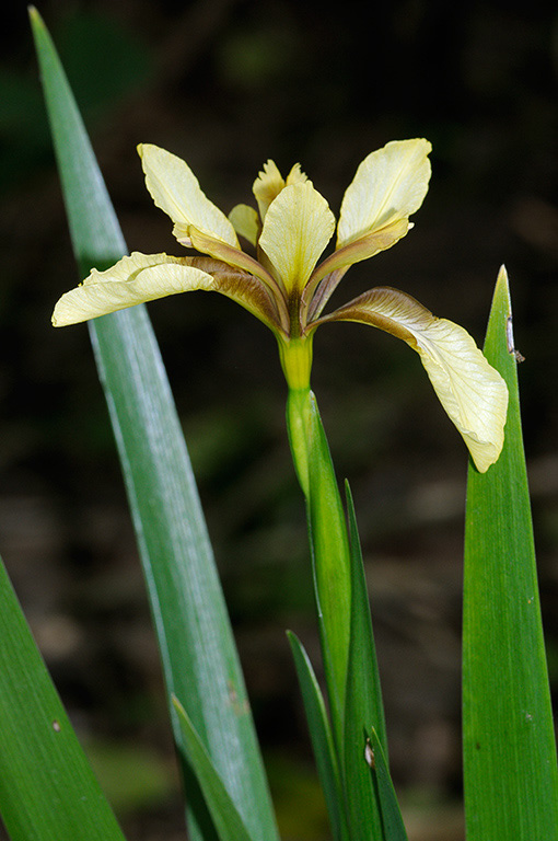 Iris_foetidissima_LP0362_69_Runnymede