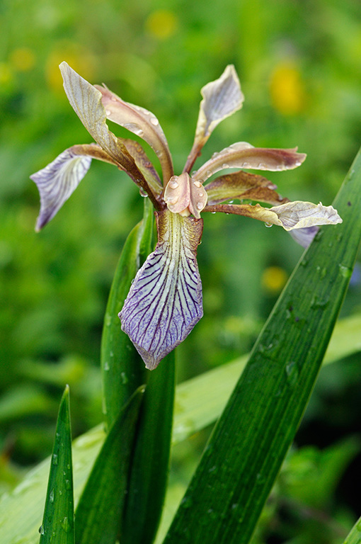 Iris_foetidissima_LP0316_08_Fraser_Down