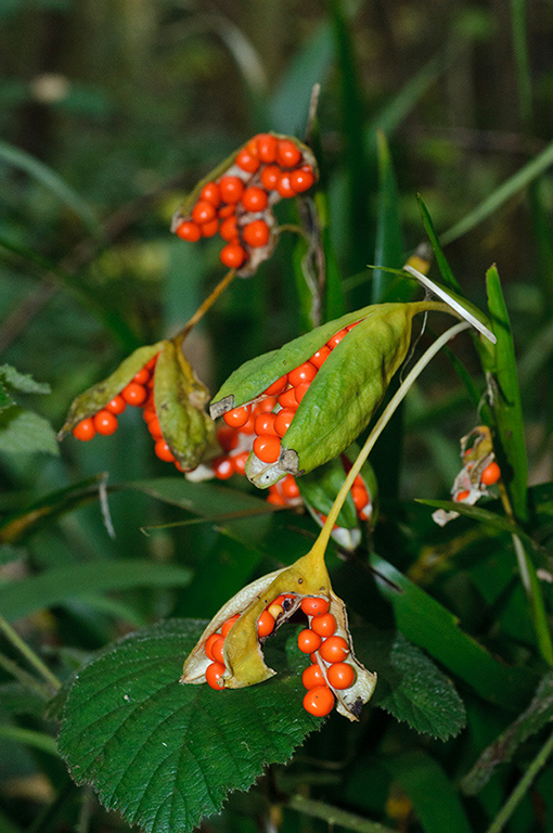 Iris_foetidissima_LP0605_04_South_Croydon