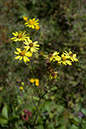 Jacobaea_erucifolia_LP0078_36_Puttenham