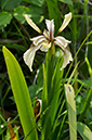 Iris_foetidissima_LP0405_40_Chaldon