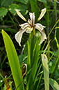 Iris_foetidissima_LP0405_40_Chaldon