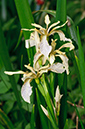 Iris_foetidissima_LP0623_03_South_Croydon