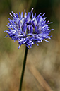 Jasione_montana_LP0278_60_Wembury