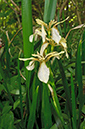 Iris_foetidissima_LP0623_08_South_Croydon