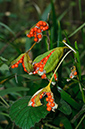 Iris_foetidissima_LP0605_04_South_Croydon