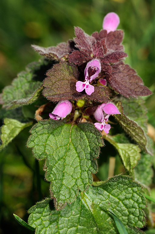 Lamium_purpureum_LP0304_12_Hampton_Court